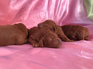 Dark Red Mini Goldendoodles for Sale in Iowa